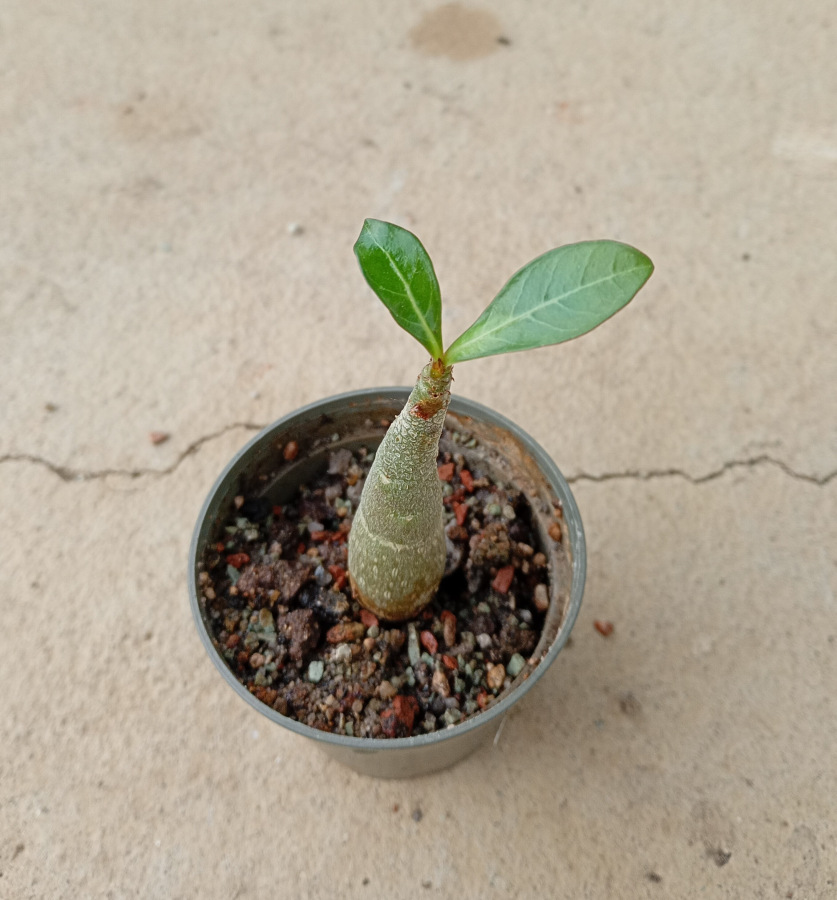 Adenium obesum "MIX" - semenáč