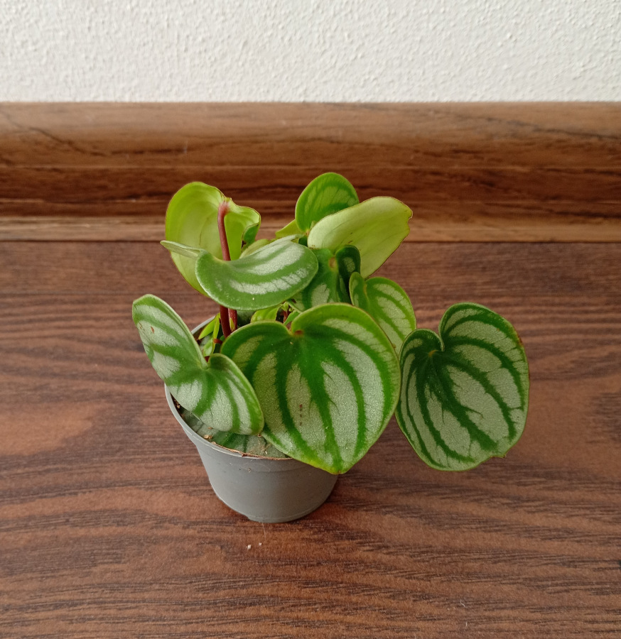 Peperomia argyreia "Watermelon" - malá