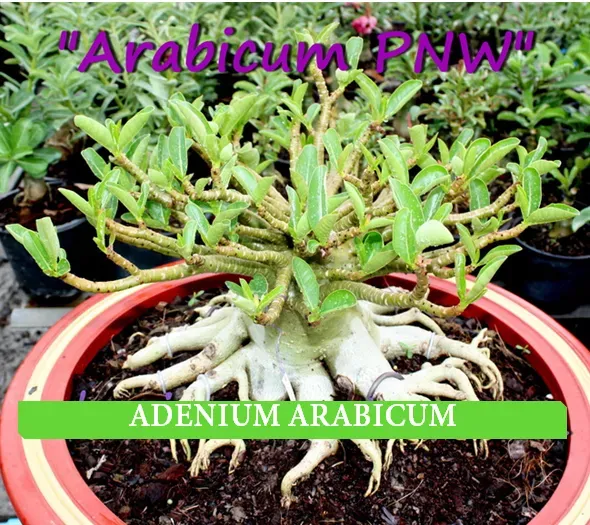 Adenium arabicum "PNW"  2 naklíčené semená