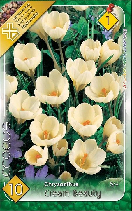 Crocus Chrysanthus Cream Beauty/10 ks