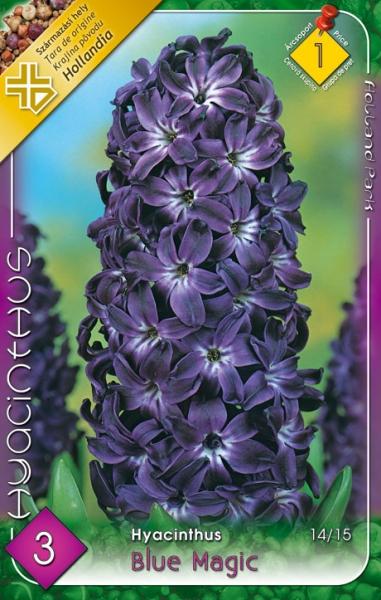 Hyacinthus Blue Magic/3 ks