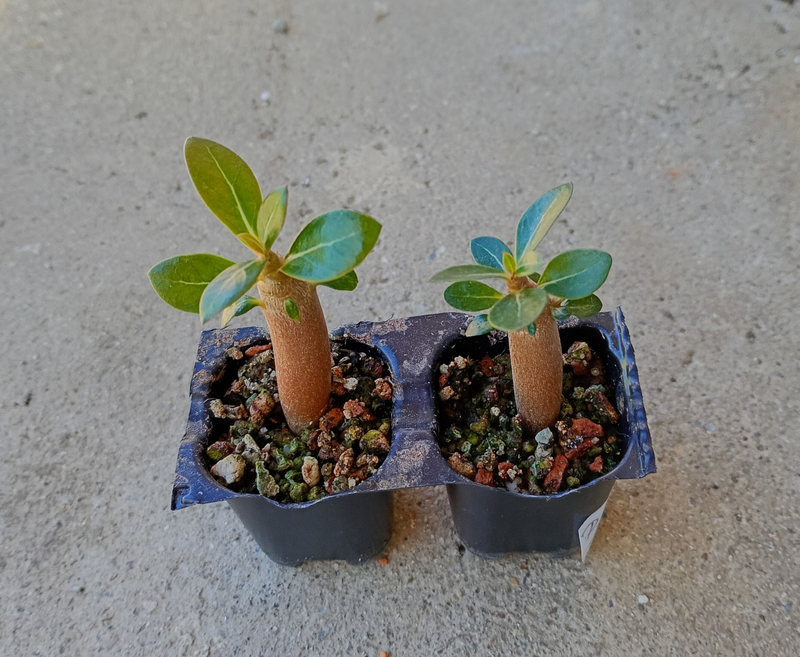 Adenium obesum "Double Candle Light"- semenáč