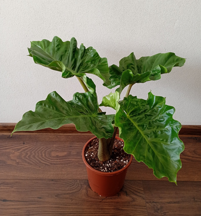 Alocasia "Low Rider"