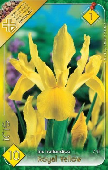 Iris hollandica Royal Yellow/10 ks