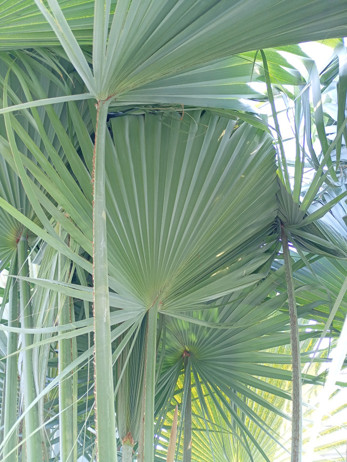 Brahea armata 2 naklíčené semená