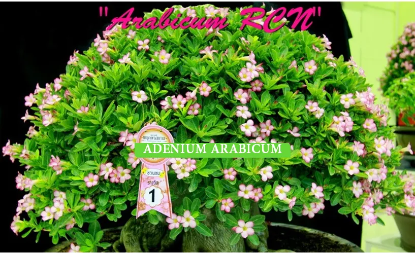 Adenium arabicum "RCN" 5 semien