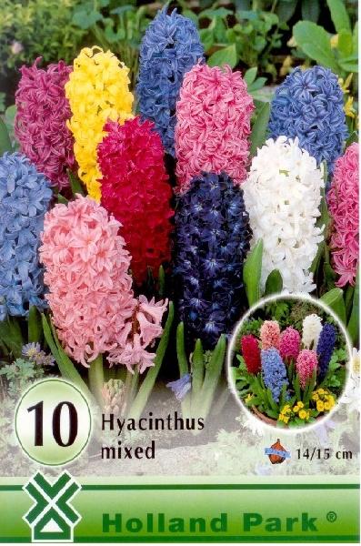 Hyacinthus MIX/10 ks