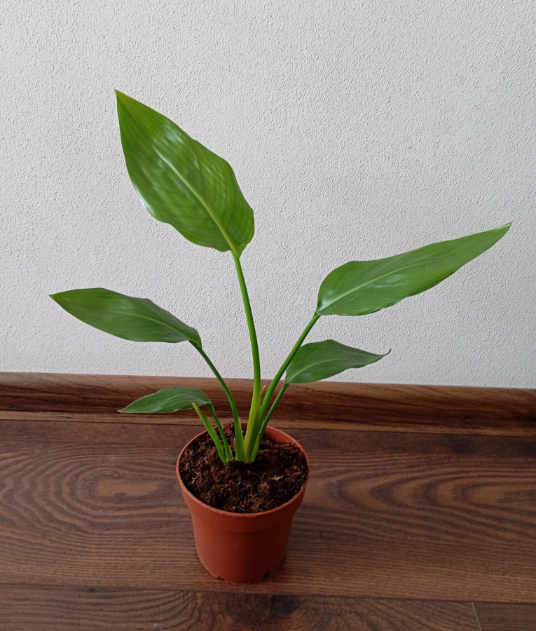Strelitzia reginae