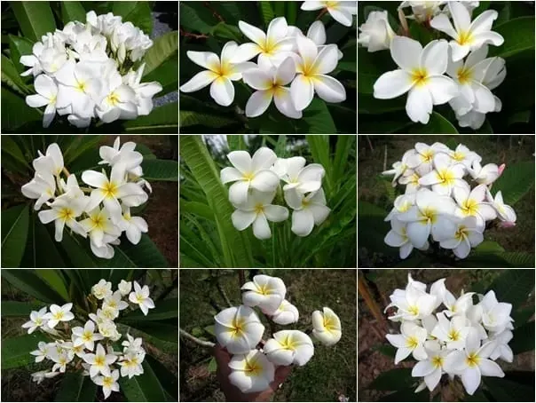 Plumeria rubra WHITE - MIX bielych farieb - 1 rastlina