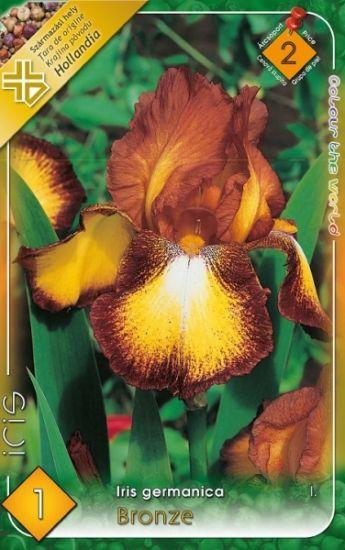Iris germanica Bronze/1 ks