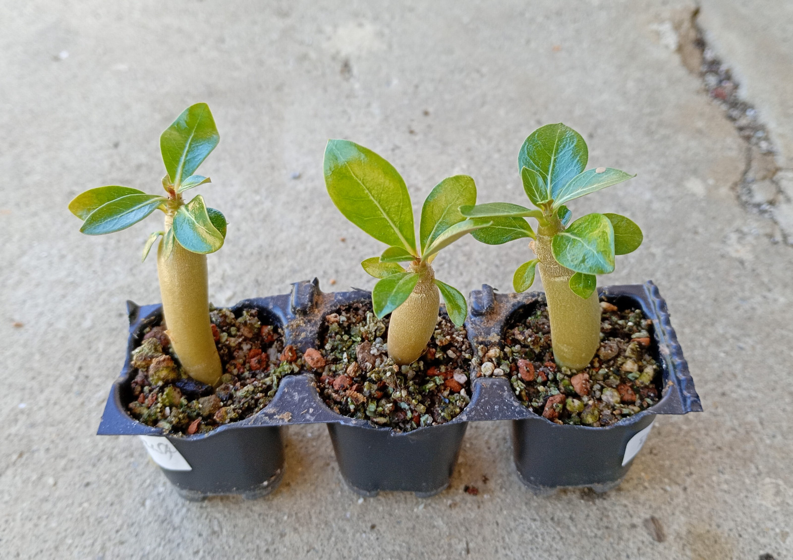 Adenium obesum "Double Red Purplish" - semenáč