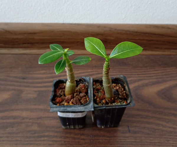 Adenium Thai Socotranum "MIX" - semenáč