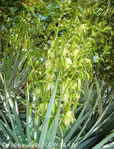 Yucca rigida 10 semien