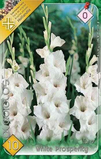 Gladiolus White Prosperity/10 ks