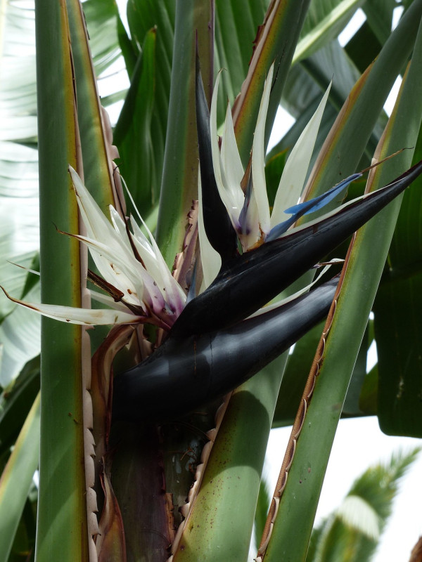 Strelitzia nicolai 1