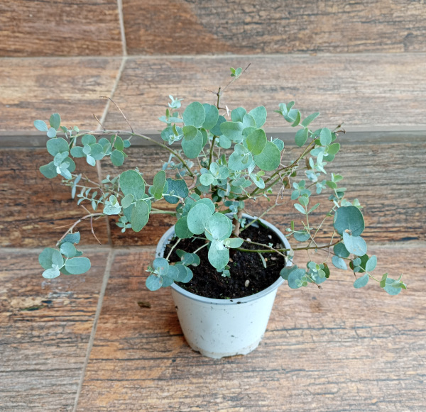 Eucalyptus gunnii