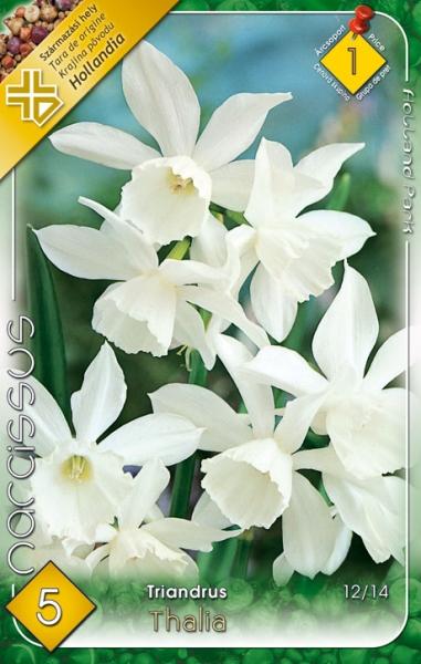 Narcissus Triandrus Thalia/5 ks
