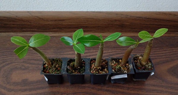 Adenium Thai Socotranum "MIX" - semenáč