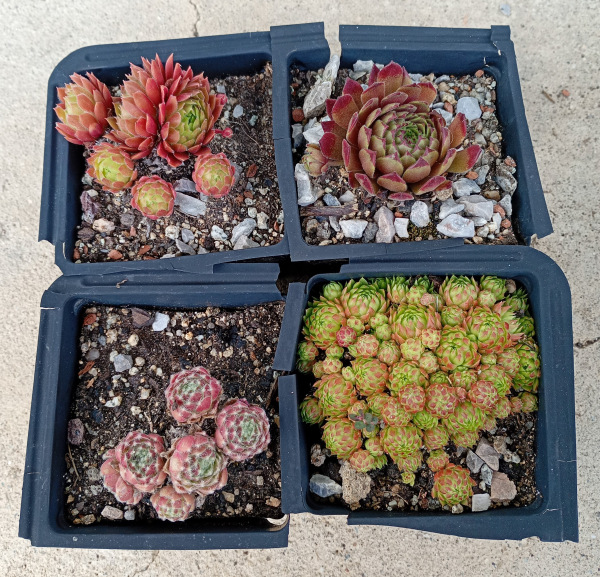 Sempervivum SET 1