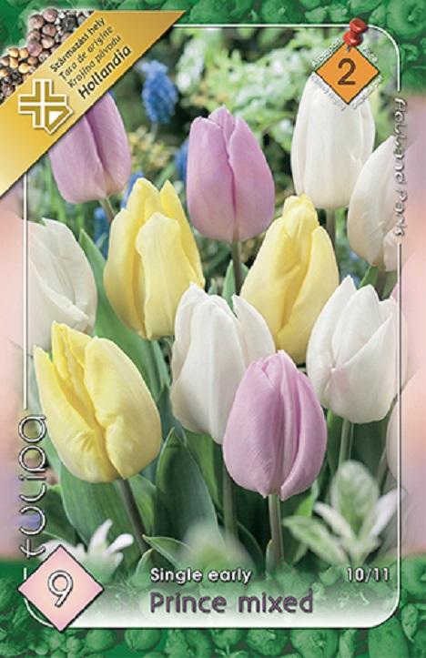 Tulipa single Prince MIX/9 ks