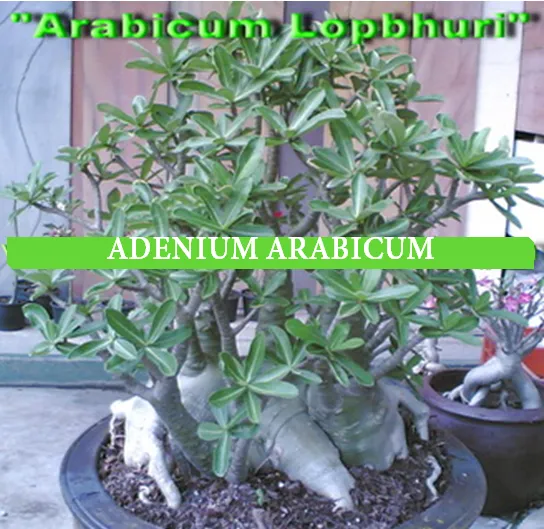 Adenium arabicum "Lopbhuri" 5 semien