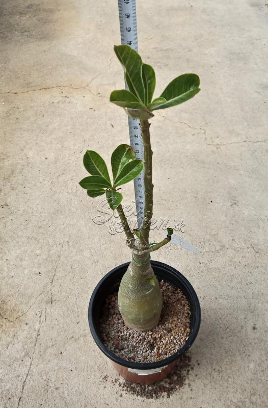 Adenium obesum Blue Phoenix - vrúbľovaná rastlina