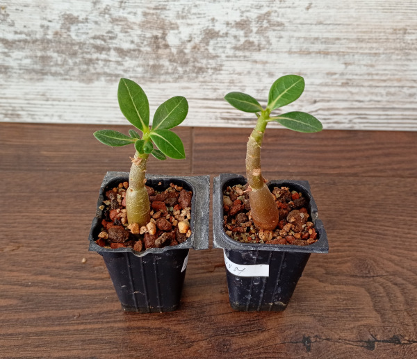 Adenium Thai Socotranum "MIX" - semenáč