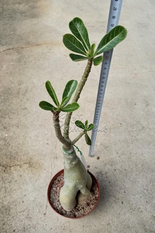 Adenium obesum Triple Winter Pride - vrúbľovaná rastlina