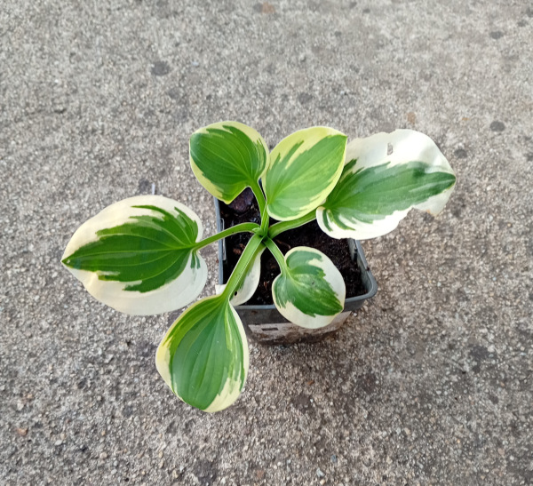 Hosta Brim Cup