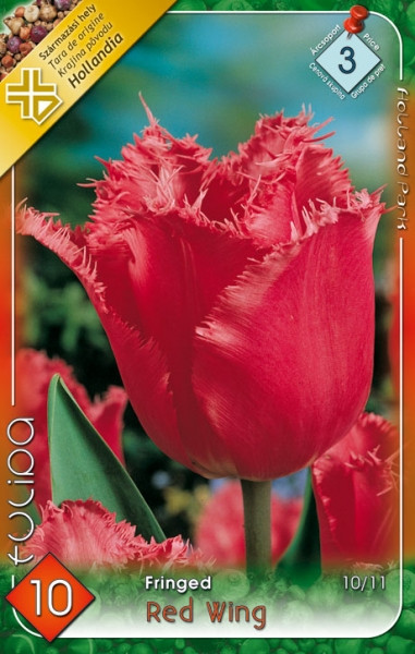 Tulipa Triumph Pretty Princess/5 ks