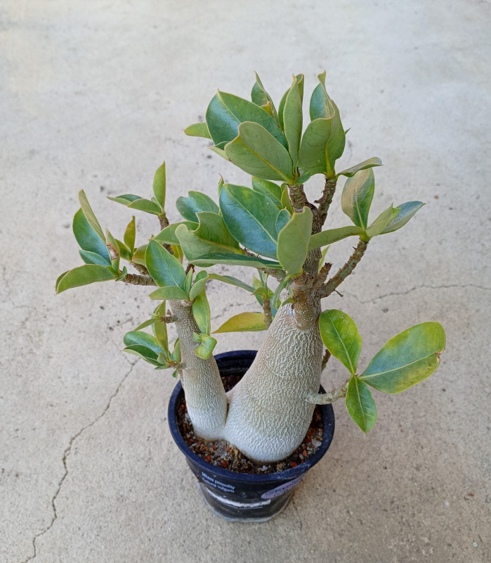 Adenium arabicum - rastlina z odrezku 1