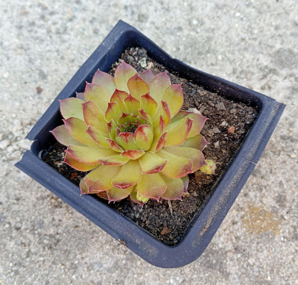 Sempervivum "Noir"