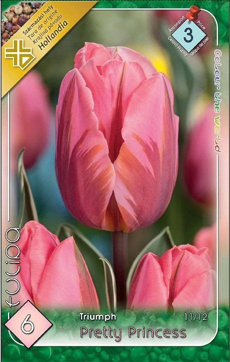 Tulipa Triumph Pretty Princess/5 ks