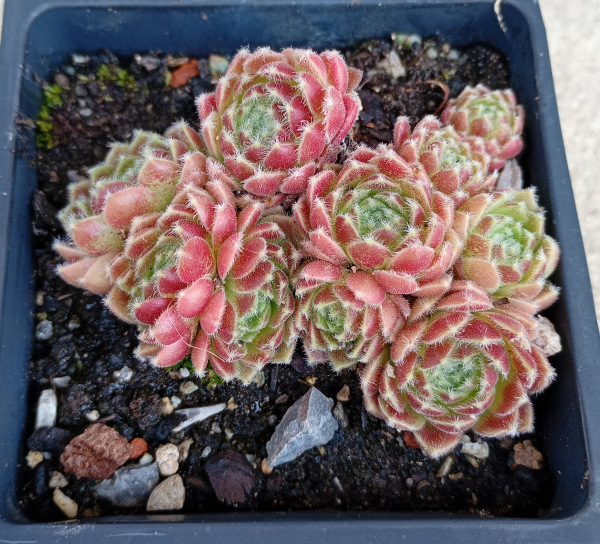 Sempervivum č. 1 1