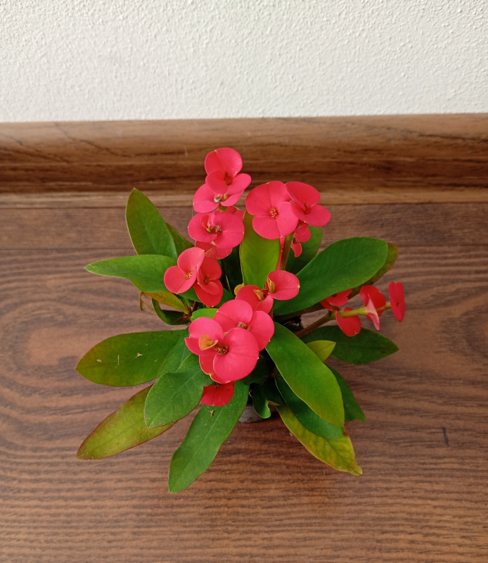 Euphorbia milli ružovočervená