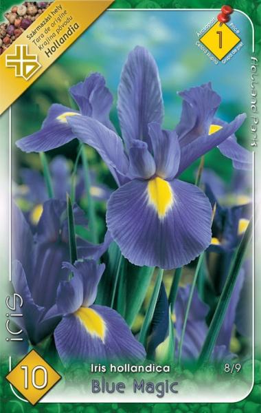 Iris hollandica Blue Magic/10 ks