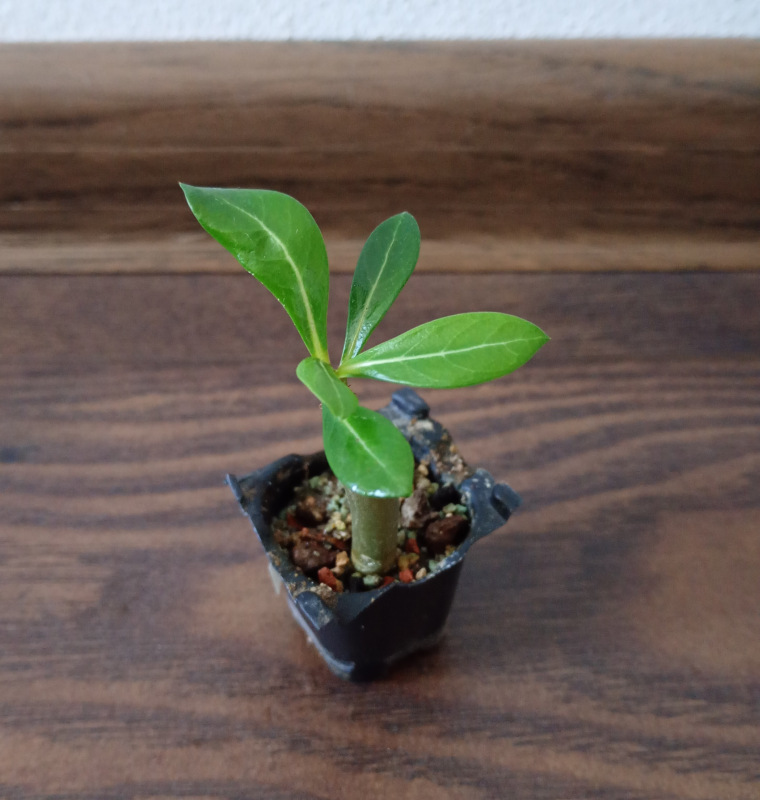 Adenium obesum "Double Black Aventador" - semenáč