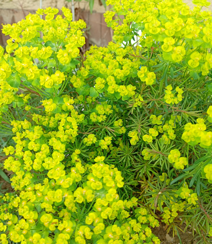 Euphorbia „Clarice Howard“