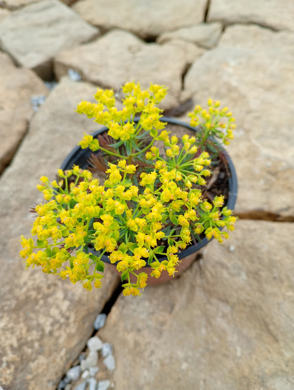Euphorbia „Clarice Howard“ 2