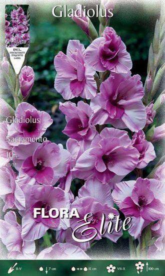 Gladiolus Sacramento/10 ks