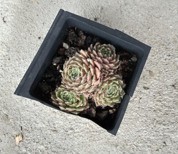 Sempervivum č. 1