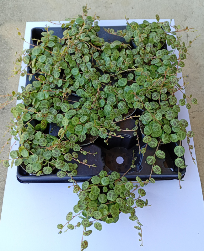 Peperomia prostrata 1