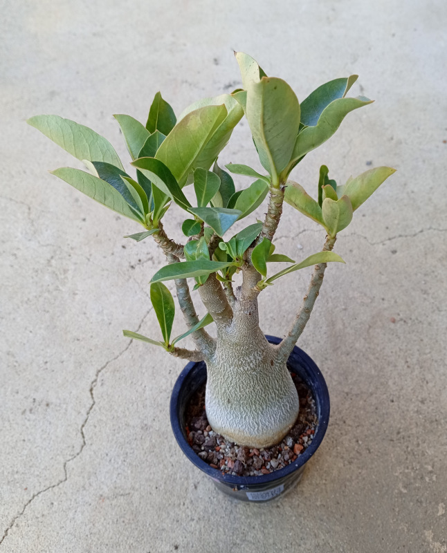 Adenium arabicum - rastlina z odrezku 2