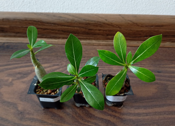 Adenium obesum "MIX" - semenáč