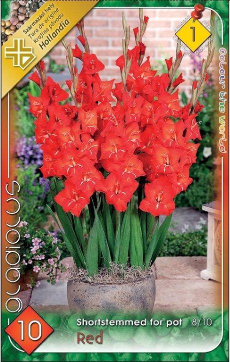 Gladiolus for pot Red/10 ks