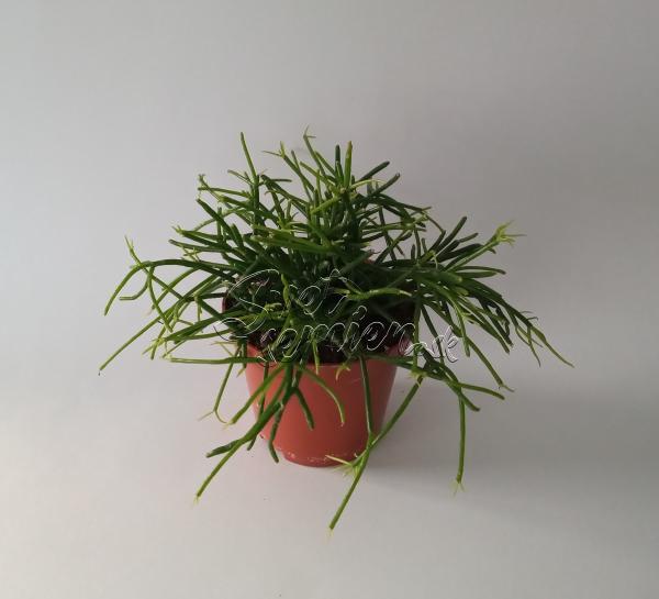 Rhipsalis cassutha menší
