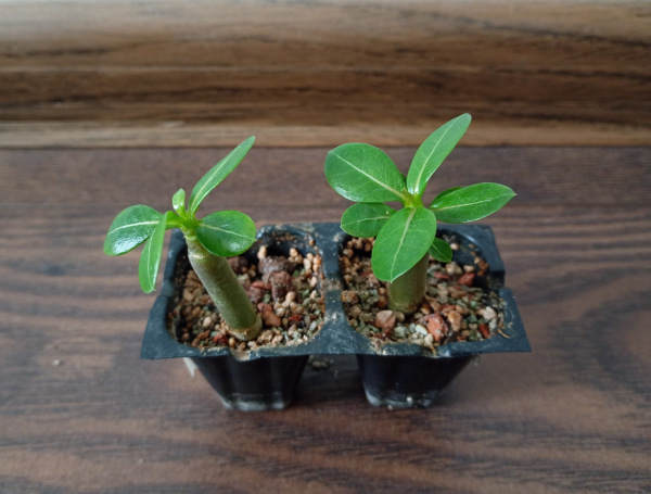 Adenium arabicum "PNW" - semenáč