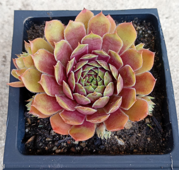 Sempervivum "Pingo" 1