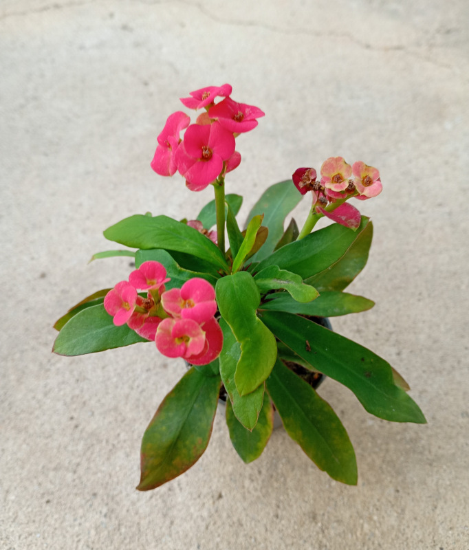 Euphorbia milli ružovočervená