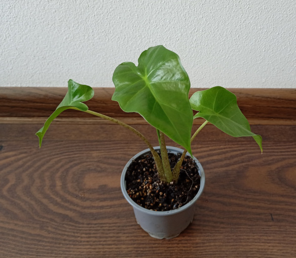 Alocasia "Low Rider"- menšia